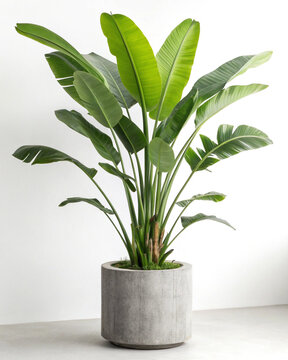 Large Bird of Paradise Plant in a Grey Concrete Pot