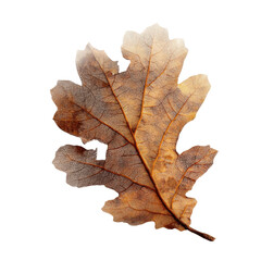Fototapeta premium Dried Oak Leaf on Green Screen Transparent background - Autumnal Nature Photography