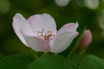 The revival of nature; close-up photo of a quince flower; Cydonia Oblonga	