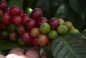 arbol de cafe colombiano