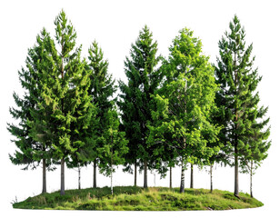 Obraz premium A group of tall, lush green trees growing closely together on a grassy patch.