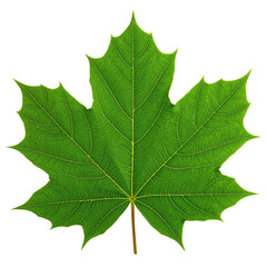 Fototapeta premium A vibrant green maple leaf with detailed veins and pointed lobes.