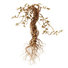 Intricate Root System and Aerial Branches of a Plant