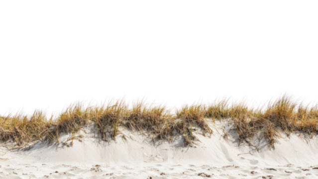 PNG Beach sand dune nature grass environment.