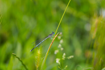 Magnificent butterfly landing on green plants.