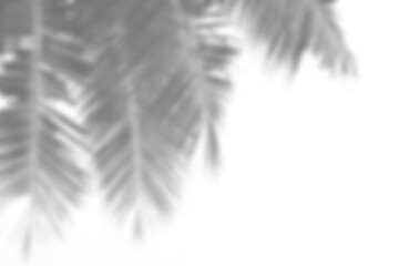 Leaf shadow overlay effect mock up creates natural and realistic look for your design presentation with soft light and tropical atmosphere