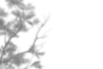 Leaf shadow overlay effect mock up creates natural and soft atmosphere perfect for design presentations or background mockups with realistic touch