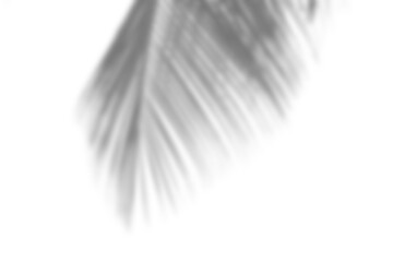 Obraz premium Leaf shadow overlay effect mock up creates natural and soft visual for design presentations with realistic touch and gentle light play perfect for creative backgrounds