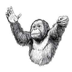 Orangutan symbol - black and white design for tattoos, logos and vectors - isolated on white