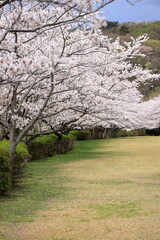 Obraz premium 稲取高原の桜並木 (静岡 伊豆)