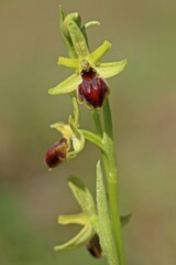 Blühende Große Spinnen-Ragwurz (Ophrys speghodes ssp. speghodes)