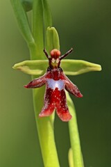 Obraz premium Blüte der Fliegen-Ragwurz (Ophrys insectifera)