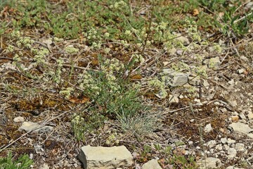 Blaugr&uuml;ner Faserschirm (Trinia glauca)