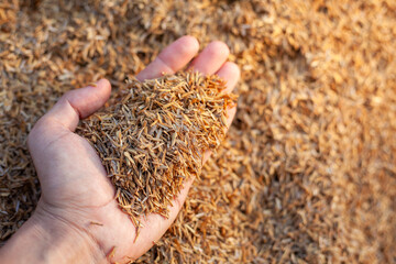 Soil and rice plants for cultivation, tree care, farmers. Expert hands are examining the soil in his field.