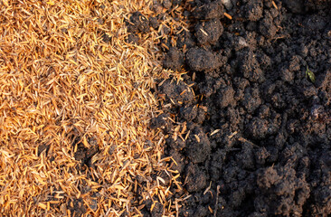 Soil and rice stalks for cultivation. Top view of fertile soil in the garden. Background texture.