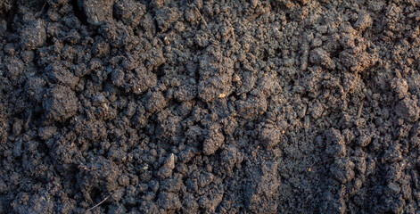 Soil and rice stalks for cultivation. Top view of fertile soil in the garden. Background texture.