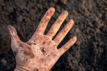 Soil and rice plants for cultivation, tree care, farmers. Expert hands are examining the soil in his field.
