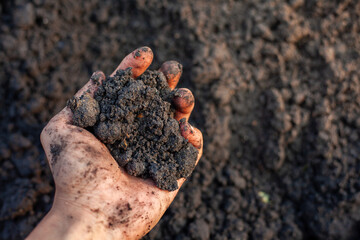 Soil and rice plants for cultivation, tree care, farmers. Expert hands are examining the soil in his field.
