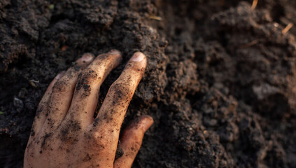 Soil and rice plants for cultivation, tree care, farmers. Expert hands are examining the soil in his field.