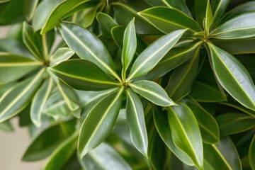 Obraz premium Close-up view of vibrant green foliage with prominent leaf veins.