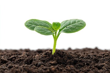 A simple and clean view of a tiny green seedling growing steadily from rich soil isolated for precise botanical study, transparent background