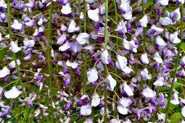 Closeup of Japanese wisteria flowers in spring, England, UK
