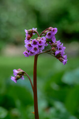 Fototapeta premium close up of pretty pink flowers of bergenia crassifolia elephant ears with a blurred green background