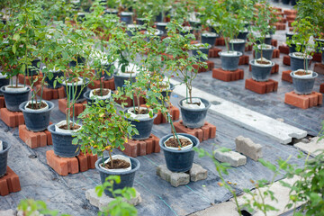 flower pots in a garden. Growing roses in the agricultural industry. Modern agriculture. A garden with colorful flower pots on a wooden balcony, lit by sunlight and naturally beautiful.