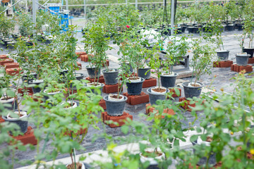 flower pots in a garden. Growing roses in the agricultural industry. Modern agriculture. A garden with colorful flower pots on a wooden balcony, lit by sunlight and naturally beautiful.