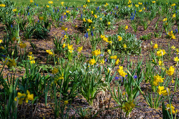 Flowerbed in a park with yellow and blue blooming spring flowers at sunshine in Tulln, Austria