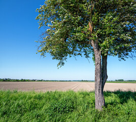 white flourishing old tree at the edge of an empty field at sunshine in the regionTullnerfeld in spring, Austria