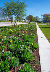 Flowerbed with white and yellow flowering plants framed with white stone slabs on the Nibelungenplatz in spring in Tulln on the Danube, Austria