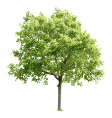 PNG Real summer tree isolated green environment.