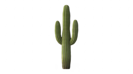 Saguaro-like cactus with three arms, showcasing its ribbed texture and spiky areoles, evoking a desert vibe on a transparent background, PNG image, PNG file.