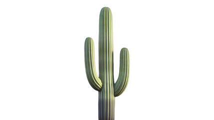 Detailed three-armed saguaro, featuring prominent vertical ribs and needle-like spines, under soft lighting on a transparent background, PNG image, PNG file.