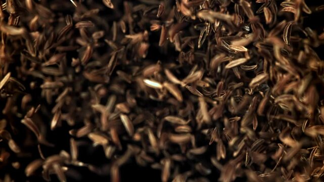 Cumin flies up and down. Filmed on a high-speed camera at 1000 fps. High quality FullHD footage