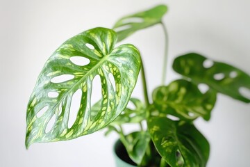 Obraz premium Close-up view of a patterned houseplant in a pot.