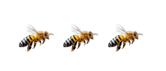 Close-up of three bees in flight, showcasing their detailed anatomy against a transparent background