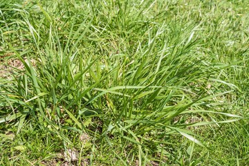 Natural field with lush green grass in spring sunlight close-up