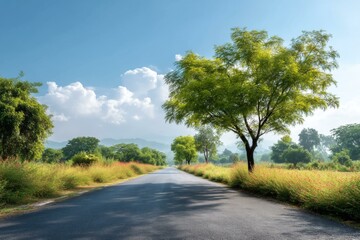 Country Road Landscape in Sunny Morning Light