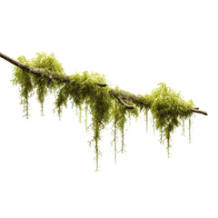 Lush Green Moss Draped Over a Branch, Isolated on Green Transparent background