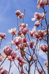 Close-Up of Magnolia Blossoms in Early Spring