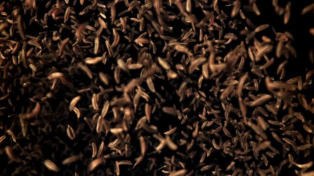 Cumin flies up and down. Filmed on a high-speed camera at 1000 fps. High quality FullHD footage