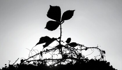silhouette of a plant