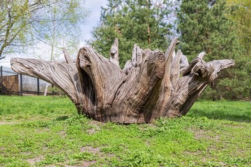 A huge sculpture made of tree roots in Feofaniya Park