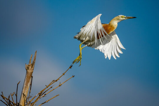 Close-up side view of a Chinese Pond Heron (Ardeola bacchus) taking off from a tree, Indonesia