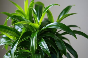 Fototapeta premium Close-up view of a vibrant houseplant's lush foliage.