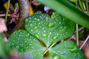 rain drops on a leaf