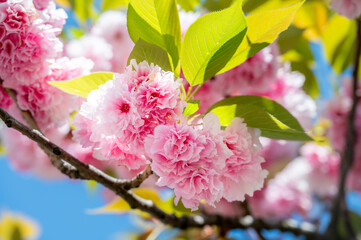 Close-up view of blooming cherry blossoms with delicate pink petals surrounded by fresh green leaves, capturing the gentle contrast and beauty of springtime in full bloom.