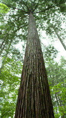 Obraz premium Tall Redwood Tree in Forest, Lush Green Canopy, Low Angle View, Nature Background, Ideal for Environmental or Nature Documentaries
